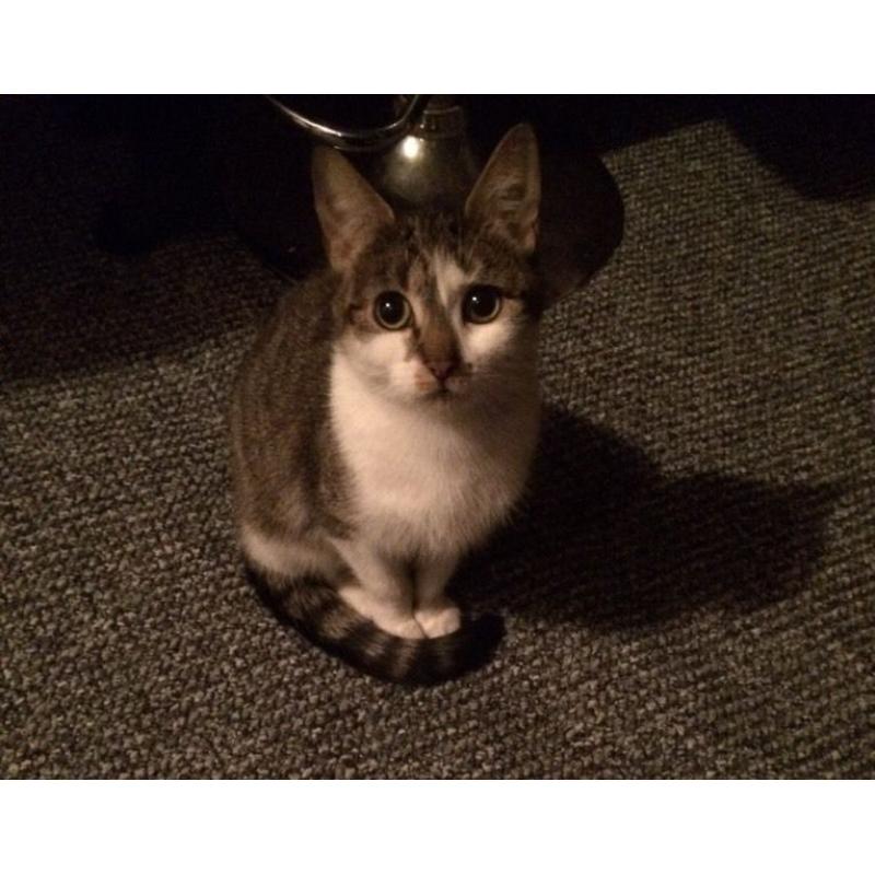Mia Adult Female Tabby Cat