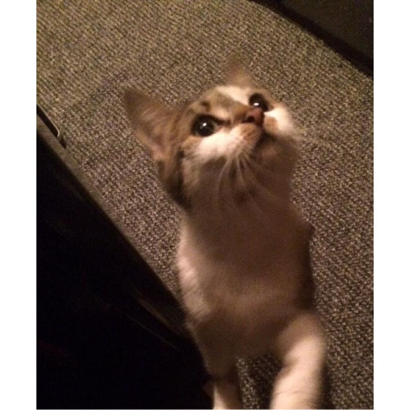 Mia Adult Female Tabby Cat