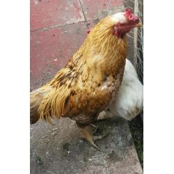 Chicken cockerell Pakistani asil
