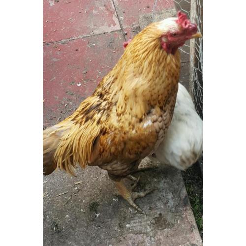 Chicken cockerell Pakistani asil