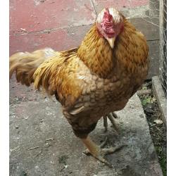 Chicken cockerell Pakistani asil