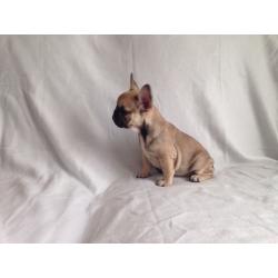 Frenchbulldog puppys