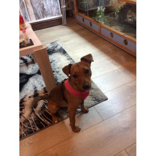Female jack Russell 9 month old