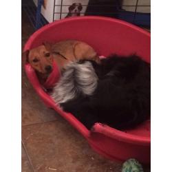 Female jack Russell 9 month old