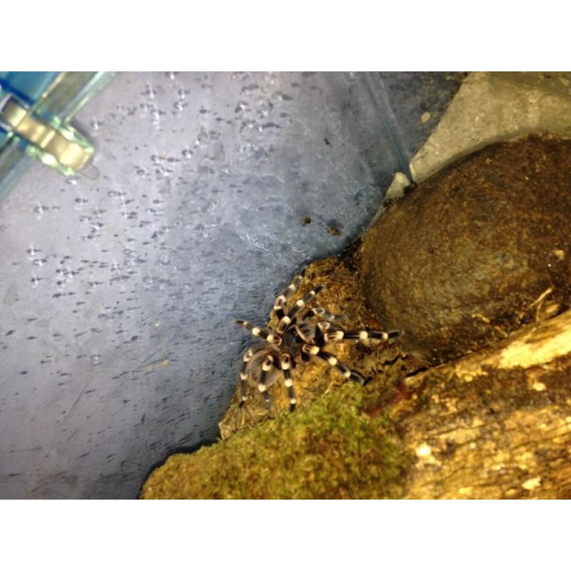 Brazilian black and white knee tarantula
