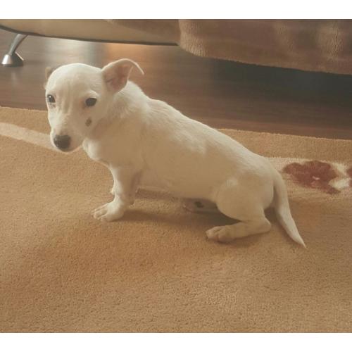 jack russell puppy