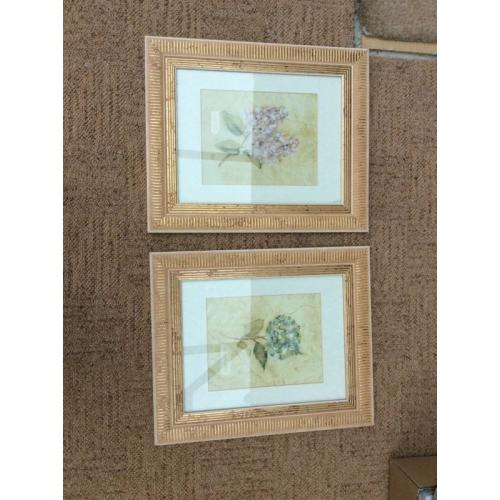 Flower pictures