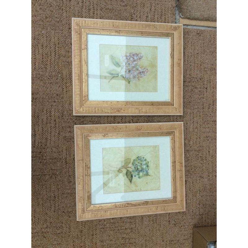 Flower pictures