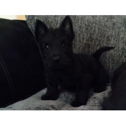 Scottish terrier pups.