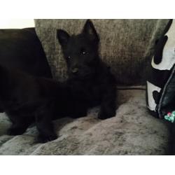 Scottish terrier pups.