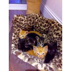 Kittens (Ready to go 18th June)