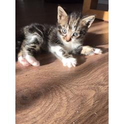 Kittens (Ready to go 18th June)
