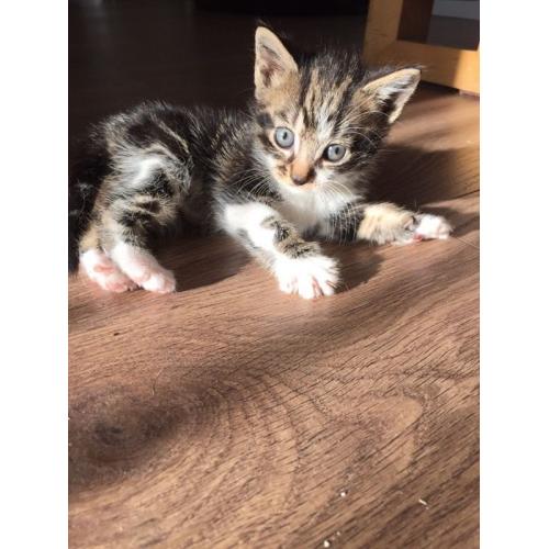 Kittens (Ready to go 18th June)