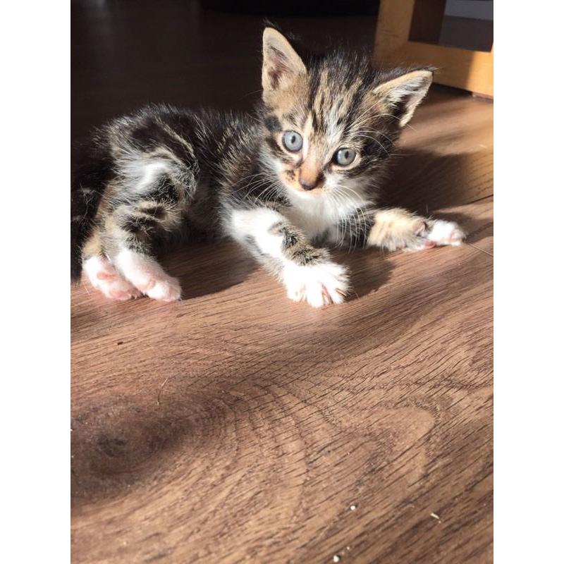 Kittens (Ready to go 18th June)