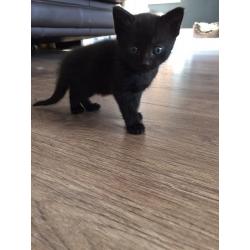 Kittens (Ready to go 18th June)