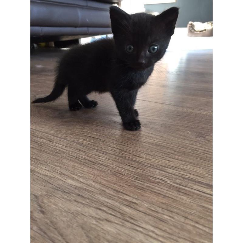 Kittens (Ready to go 18th June)