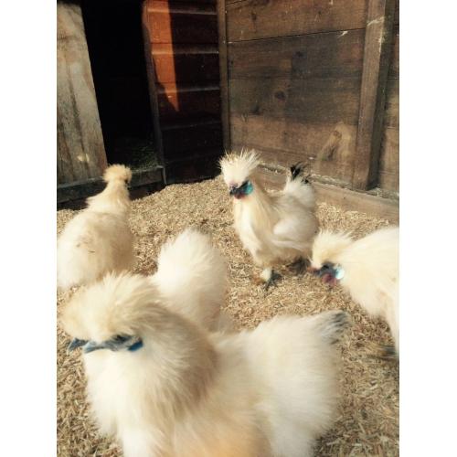 TRIO OF CITRONS SILKIE BANTAMS