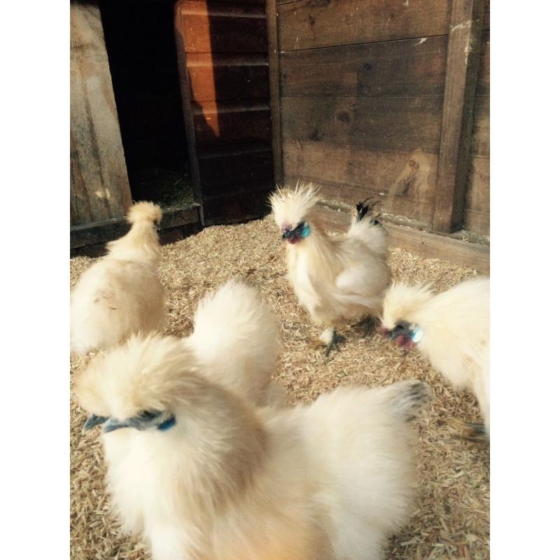 TRIO OF CITRONS SILKIE BANTAMS