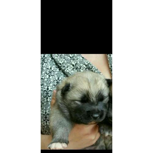 Akita puppy for sale