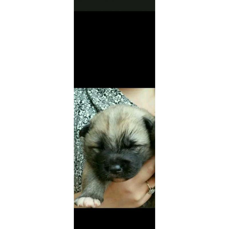 Akita puppy for sale