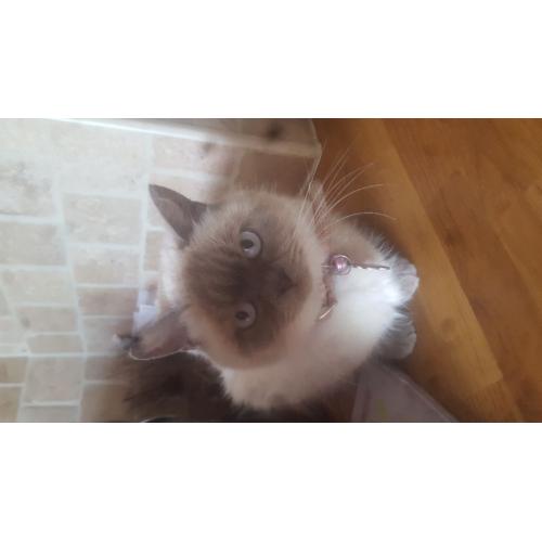 Siamese x registered british shorthair kittens