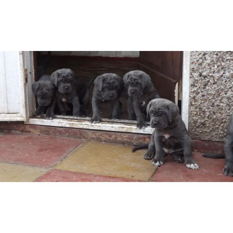 Kc reg neapolitan mastiff pups ready now