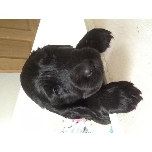 Cocker spaniel puppies for sale,two boys left ,KC registered,vet checked, chipped,
