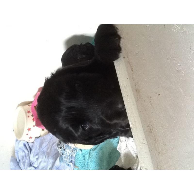 Cocker spaniel puppies for sale,two boys left ,KC registered,vet checked, chipped,