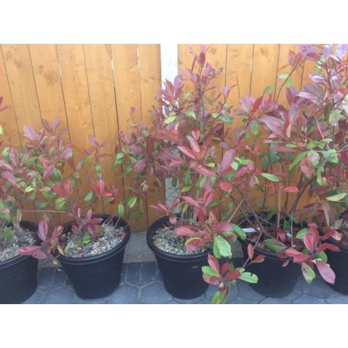 5x Red Robin bushes/hedge