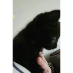 Kittens available now!