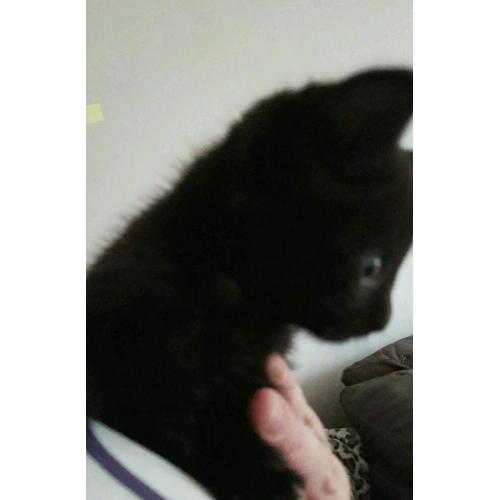Kittens available now!