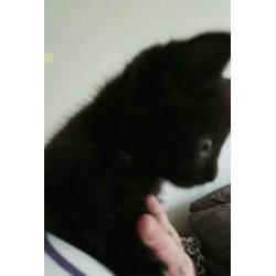 Kittens available now!