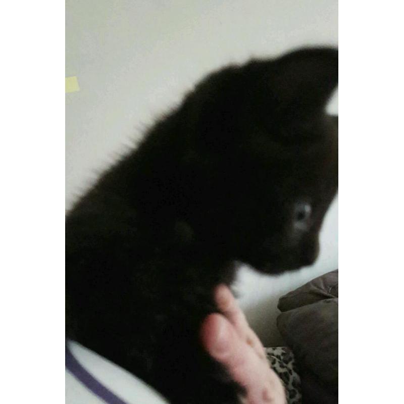 Kittens available now!