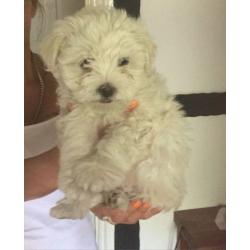 Maltese / Westie puppys