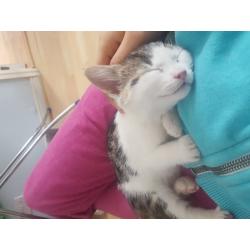 Adorable kitten for sale