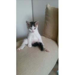 Adorable kitten for sale
