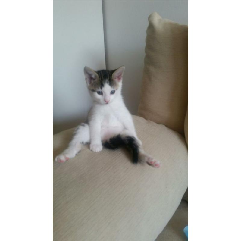 Adorable kitten for sale