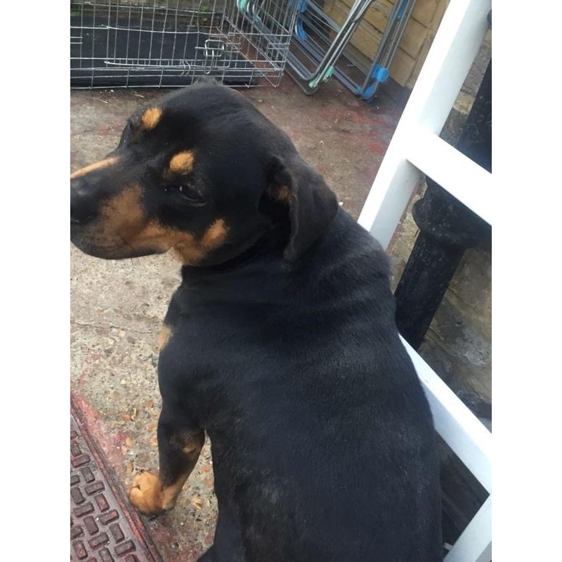 2 year old female Rottweiler