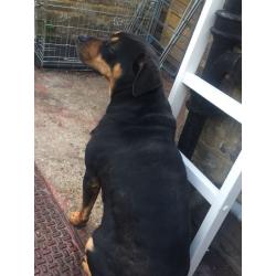 2 year old female Rottweiler