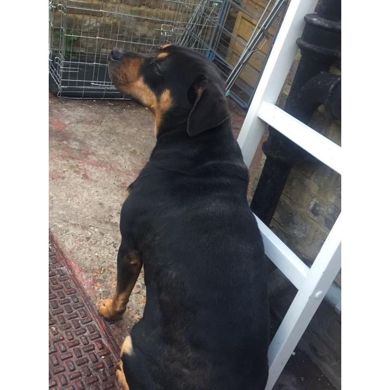 2 year old female Rottweiler