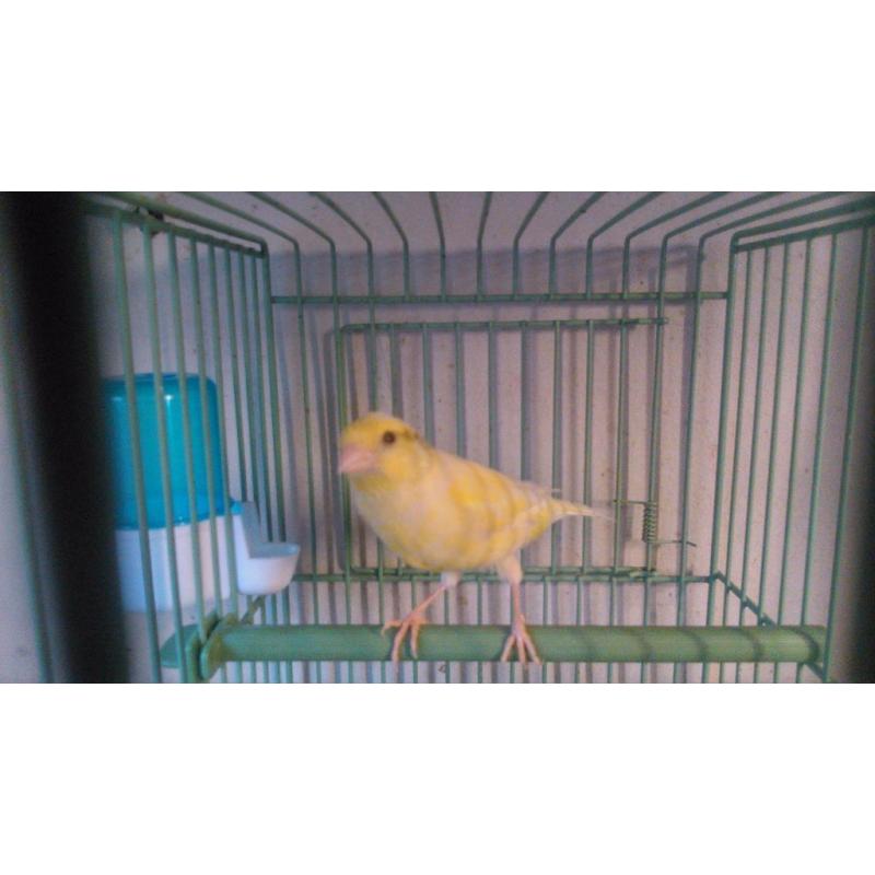 Canaries Raza