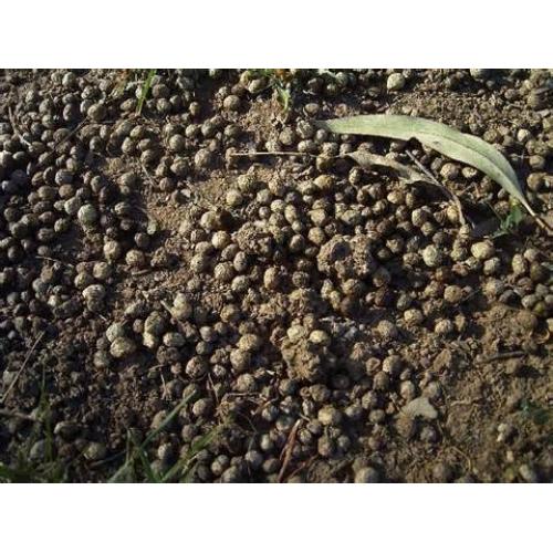 Bagged Rabbit Manure