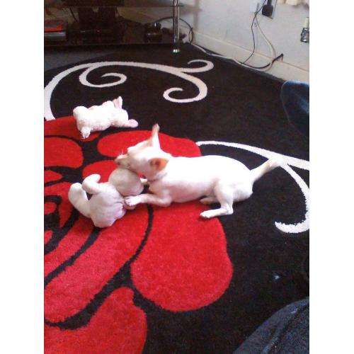 male Chihuahua