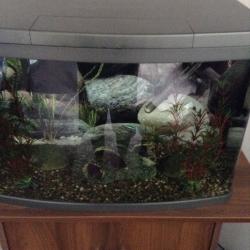 For sale 64,ltr tank all ect and fish