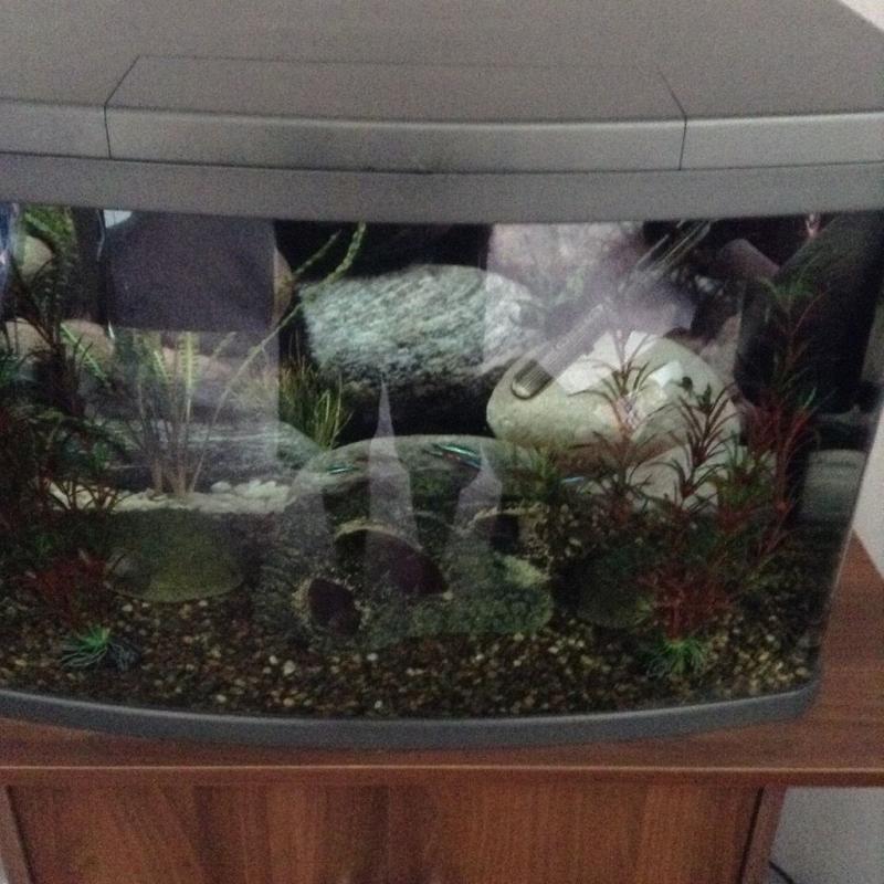 For sale 64,ltr tank all ect and fish