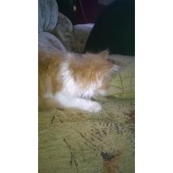 kitten for sale