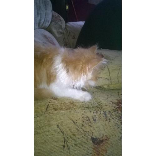 kitten for sale