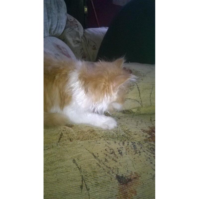 kitten for sale