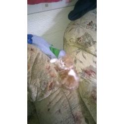 kitten for sale