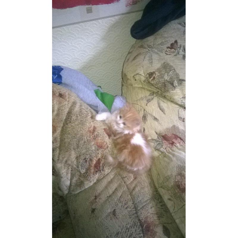 kitten for sale